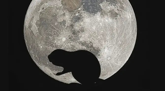 Superluna de Castor en Tauro: Energía de Cierre, Seguridad y Conexión con lo Esencial